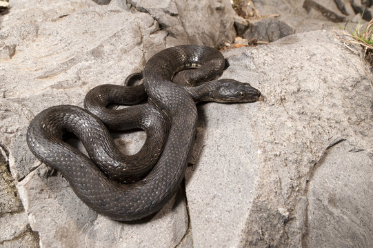 Würfelnatter (Natrix tessellata) - Dice snake