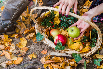 basket full of apples