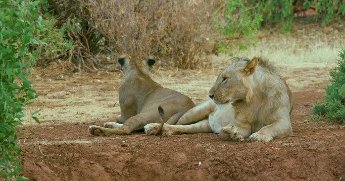 Young Lion & Lioness Sitting; Samburu 14 October 2016 Pm; Samburu, Kenya, Africa