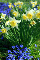 Narzissen im Frühling © Janina_PLD