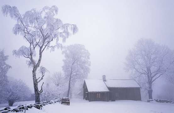 House and trees in snow