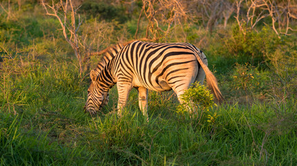 Fototapeta na wymiar Zebra Grazing in the Grass