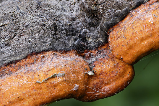 Close-up of fungus