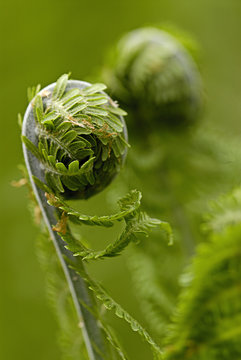 Green rolled plant