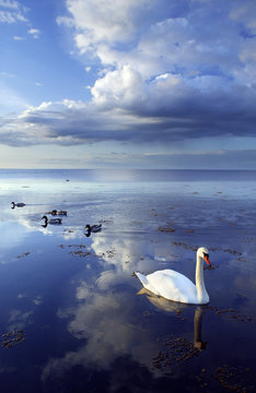 Cloudy sky over white swan