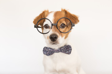 cute young small white dog wearing a modern bowtie and glasses. Sitting on the wood floor and looking at the camera.White background. Pets indoors - 188532617