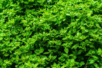 Spring vibrant green grass background