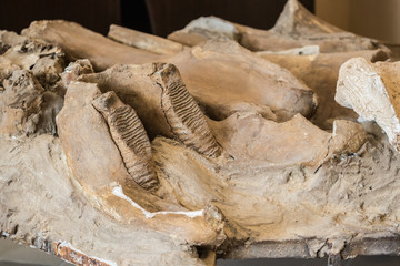 Part Of Ancient Old Mammoth Jaw. Archeology © Great Brut Here