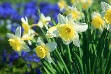 Narzissen im Frühling © Janina_PLD