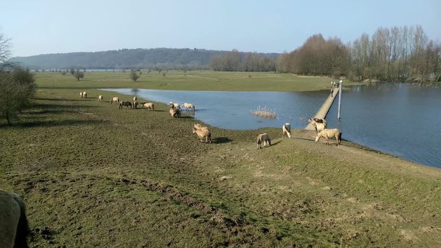 Konik horse - fighting stallions. People watch from a distance. Semi-wild herds of konik can be seen today in many nature reserves. Blauwe Kamer, The Netherlands.