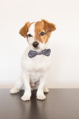 cute young small white dog wearing a modern bowtie. Sitting on the wood floor and looking at the camera.White background. Pets indoors
