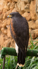 Fototapeta premium Bird of Prey