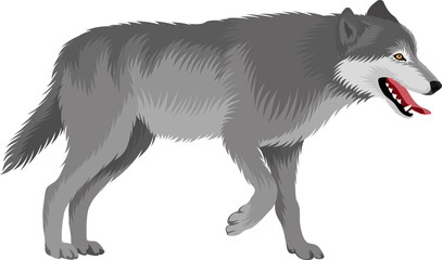 vector gray wolf © Save Jungle