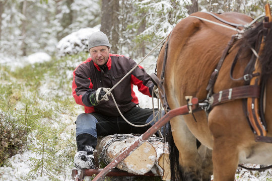Horse pulling man sitting on wood in snowy forest