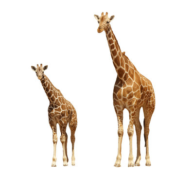 Reticulated Giraffes - mother and baby isolated on white background