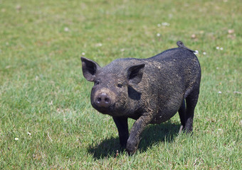Black Vietnamese pig on a green grass