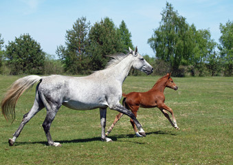 The beautiful grey mare and red foal gallop on a meadow