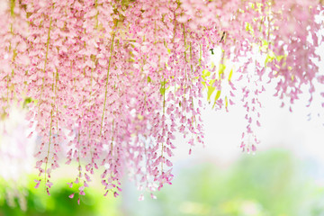 ピンク色の藤の花