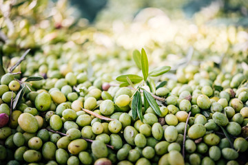 Olives harvest