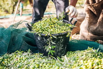 Olives harvest