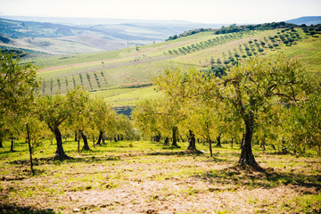 Fototapeta na wymiar Olives harvest