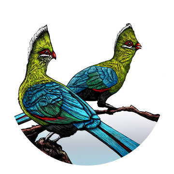 Tropical Birds. Knysna Touraco. Illustration of a pair of Knysna Touraco birds from South Africa.
