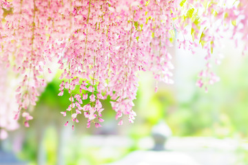 Fototapeta na wymiar ピンク色の藤の花