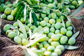 Olives harvest