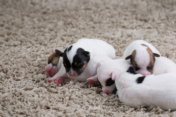 newborn puppies breed jack russel terrier sleeping