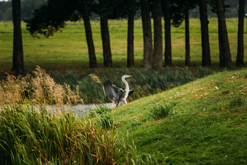 Grey Heron Bird Landing Or Taking Wing Or Spreading Its Wings On Green Grass