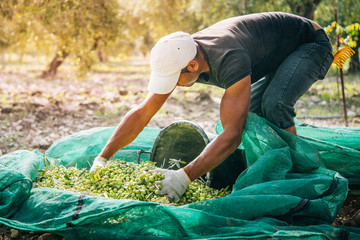 Olives harvest