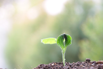 Pumpkin sprout panting