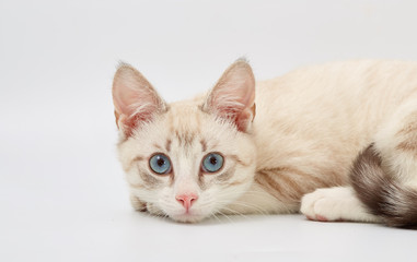 young beautiful kitten isolated on white background.