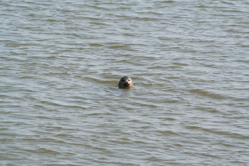 Seal looks out of the water  at the tidal waddensea at low tide