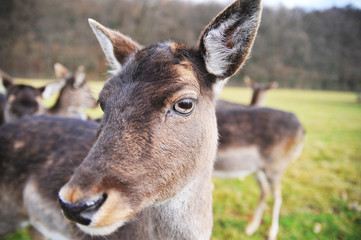 Young deer in the meadow

