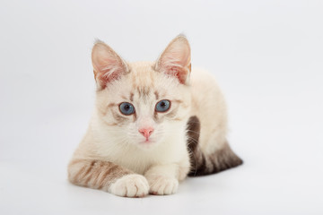 young beautiful kitten isolated on white background.
