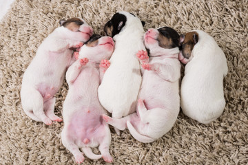newborn puppies breed jack russel terrier sleeping