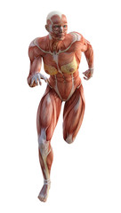 3D Rendering Female Anatomy Figure on White