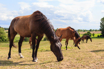 Fototapeta na wymiar Brown wild horse on meadow idyllic field
