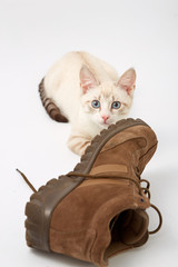 young kitten on white background with men's shoes