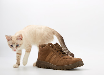 young kitten on white background with men's shoes