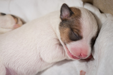 New-born puppy Jack Russell Terrier sleeping