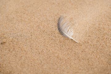 Feather in the sand