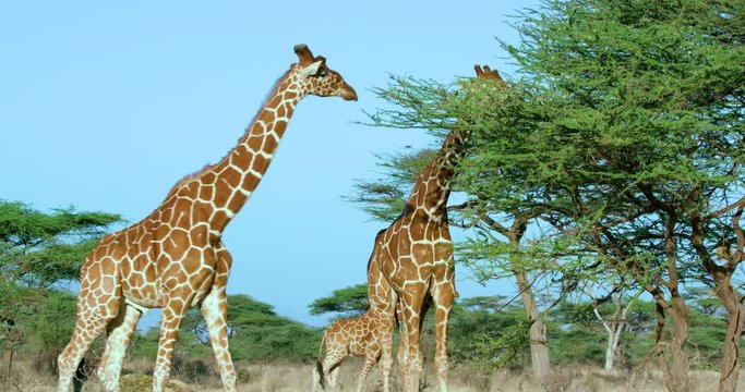 Reticulated Giraffe Grazing; Samburu 13 October 16; Samburu, Kenya, Africa