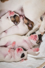 newborn puppies breed jack russel terrier sleeping