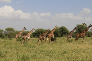 group of giraffes running in Africa