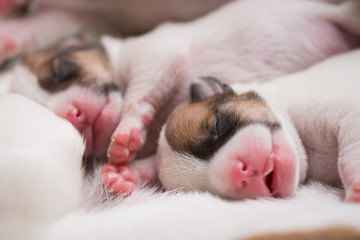 newborn puppies breed jack russel terrier sleeping