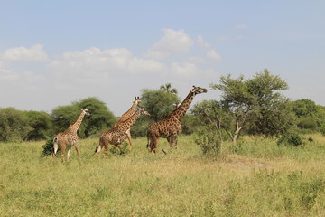 giraffes running in Africa