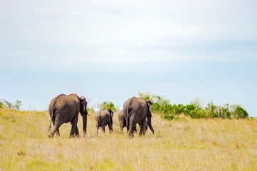 Fototapeta na wymiar Four elephants moving away in the savannah of Masai Mara Park in northwestern Kenya