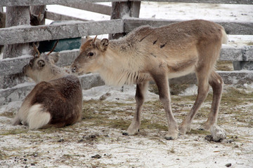 Young reindeers, Rovaniemi, Lapland, Finland